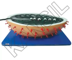 Rabies Virus