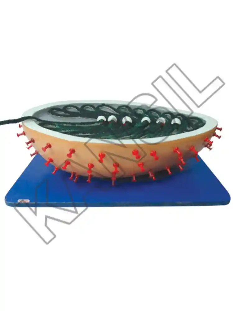 Rabies Virus