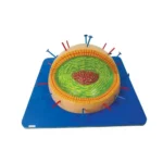 Influenza Virus