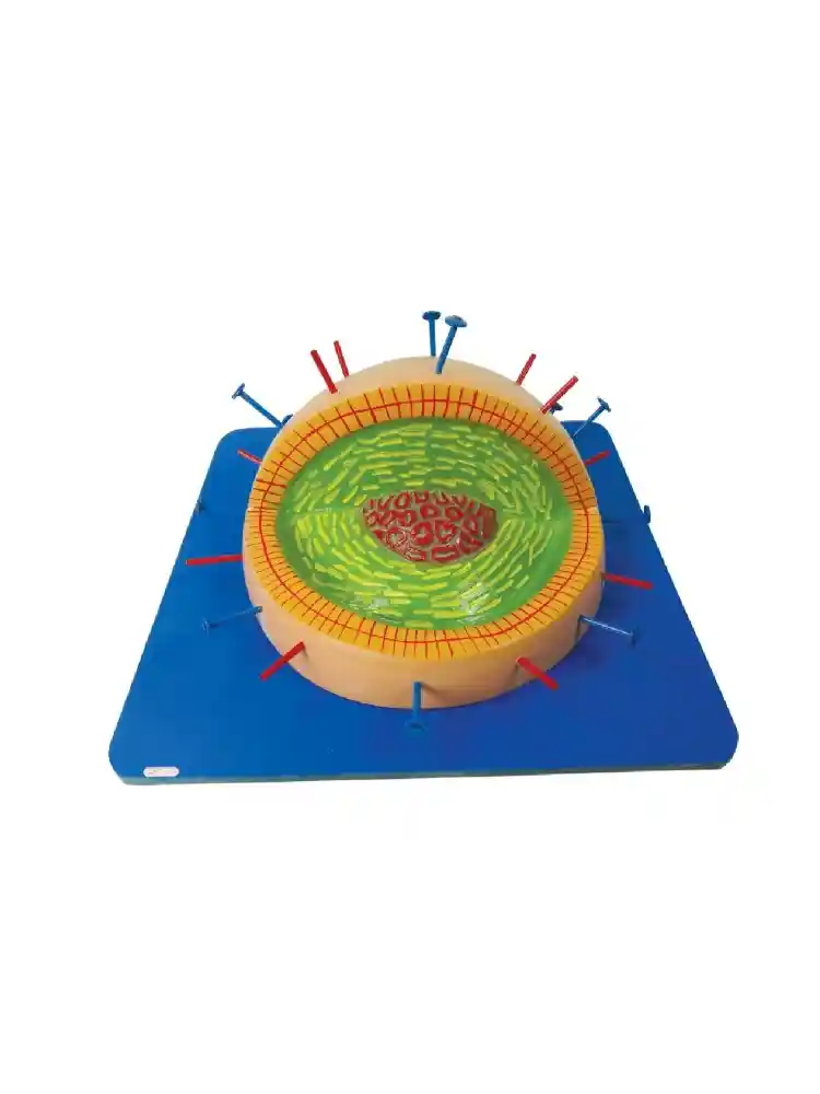 Influenza Virus