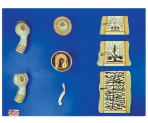 Tape Worm Model