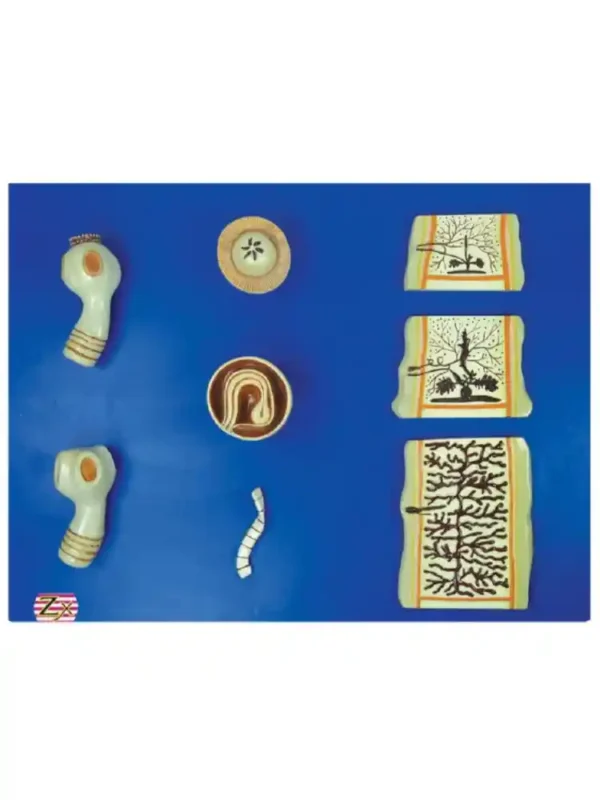 Tape Worm Model