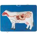 Cow Digestive System Model on Board