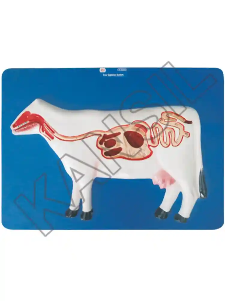 Cow Digestive System