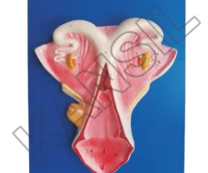 Cow Uterus Model on Board