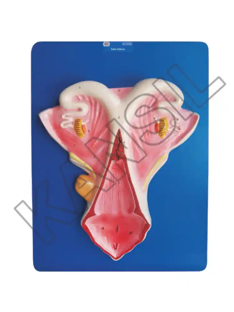 Cow Uterus
