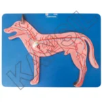 Dog Blood Circulation System Model on Board