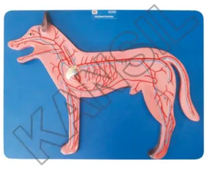 Dog Blood Circulation System Model on Board