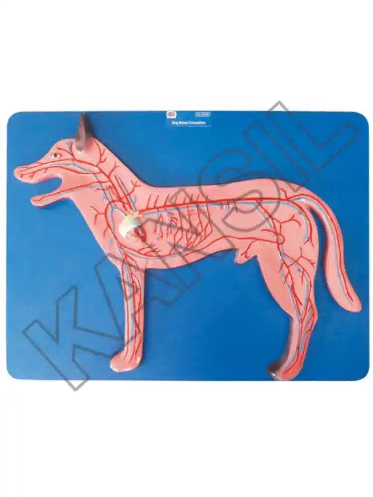 Dog Blood Circulation