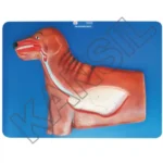 Dog Respiratory System Model on Board