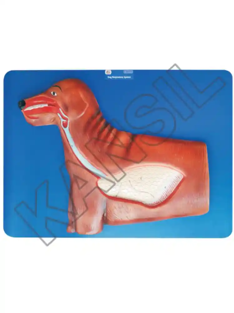 Dog Respiratory