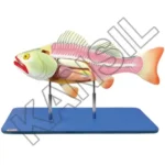 Bony Fish General Anatomy Model on stand