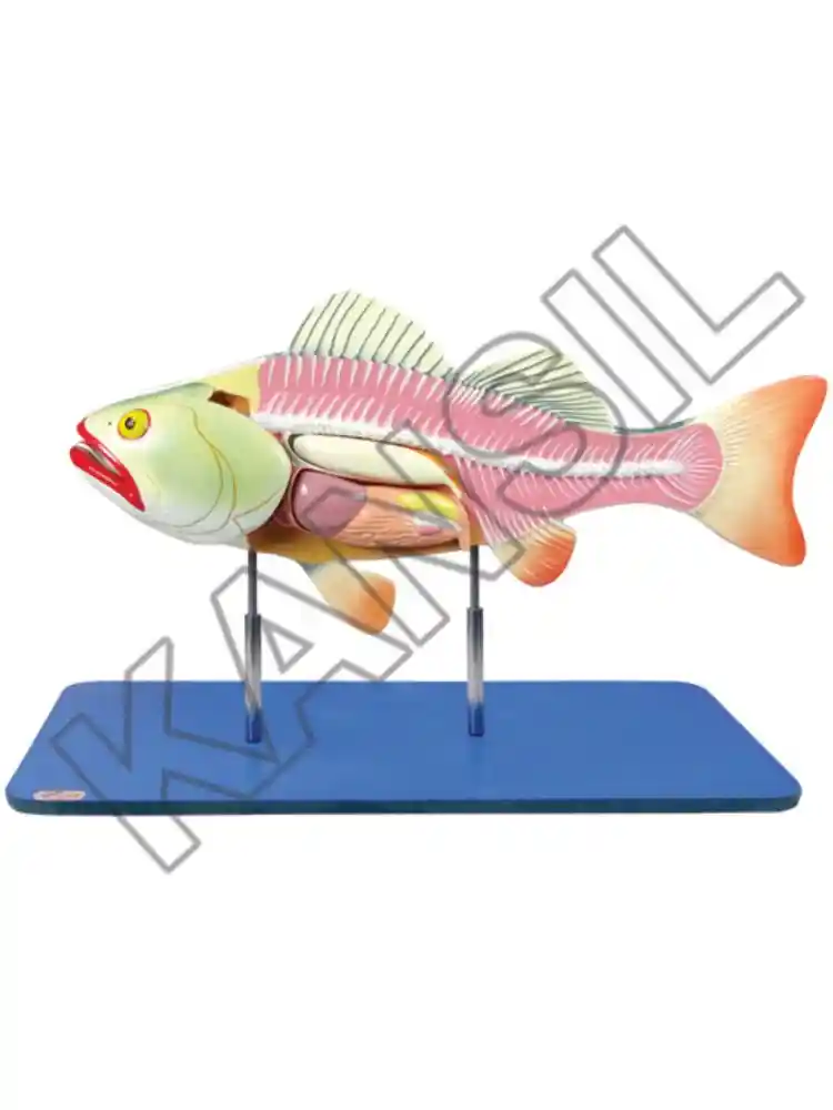 Bony Fish General Anatomy