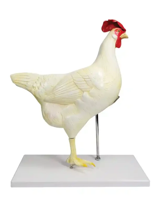 Chicken Dissection Model (6 parts) - Image 3
