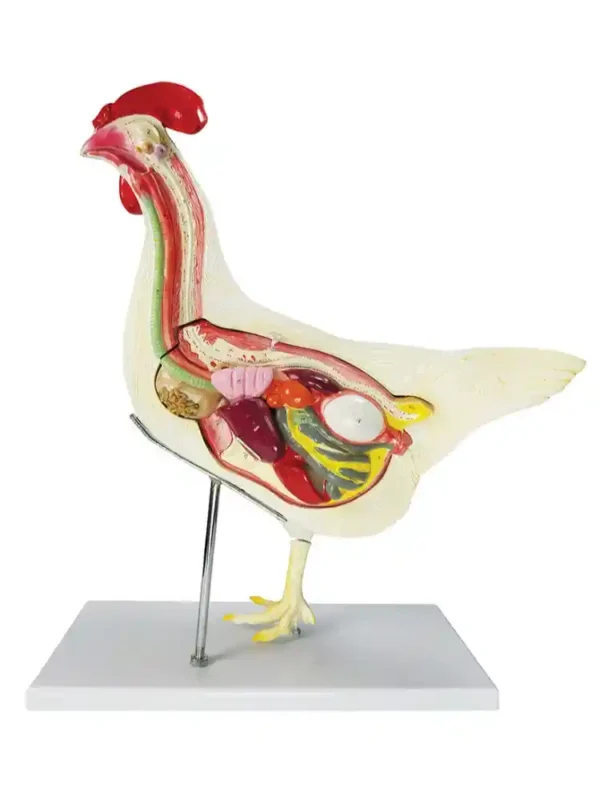 Chicken Dissection Model (6 parts) - Image 2