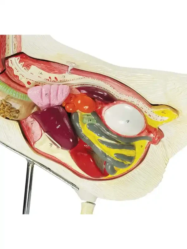Chicken Dissection Model (6 parts) - Image 4