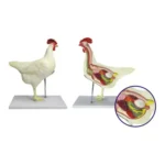 Chicken Dissection Model (6 parts)