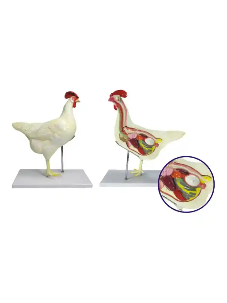Chicken Dissection Model (6 parts)