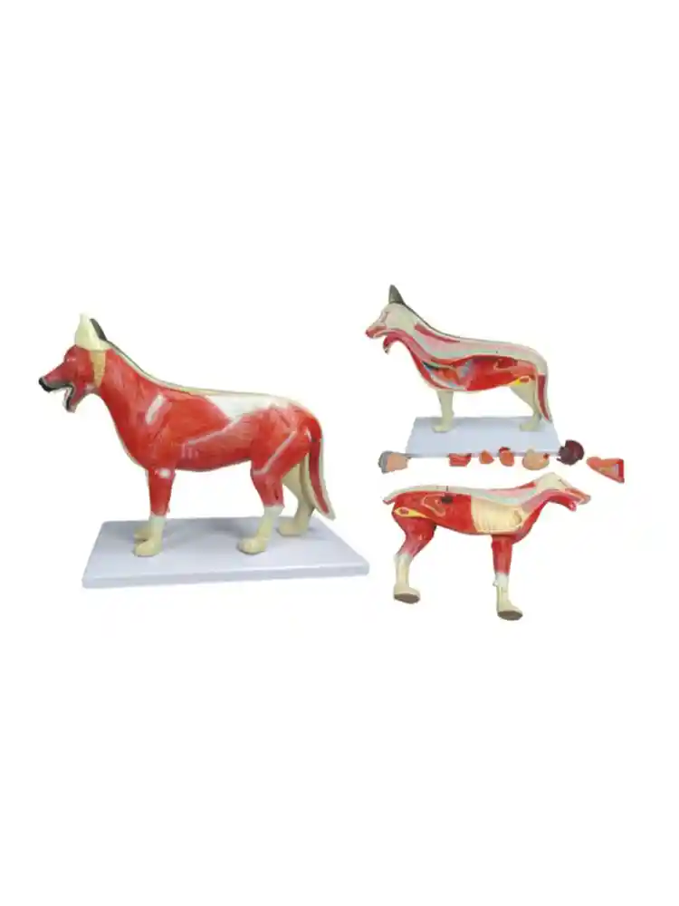 Dog Dissection Model (10 parts)