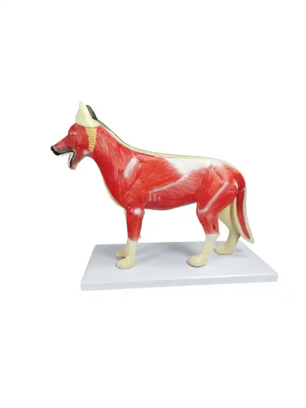 Dog Dissection Model (10 parts) - Image 3