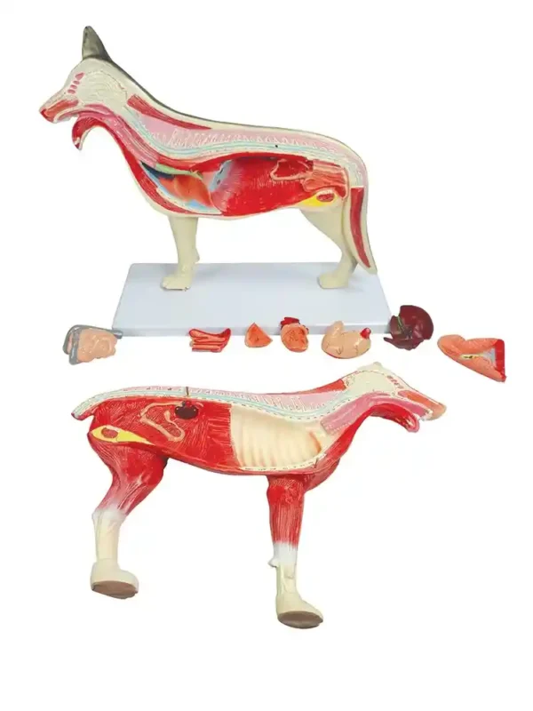 Dog Dissection Model (10 parts) - Image 2