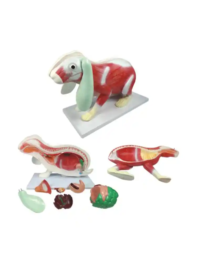 Rabbit Dissection Model (9 parts)