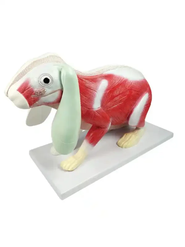 Rabbit Dissection Model (9 parts) - Image 3