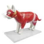 Cat Dissection Model (12 parts) Main image