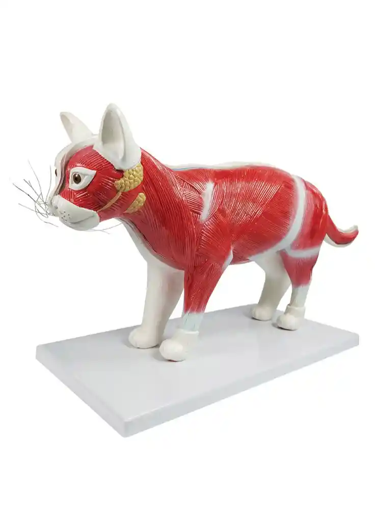 Cat Dissection Model (12 parts)