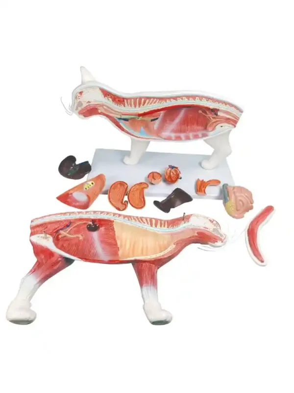 Cat Dissection Model (12 parts) - Image 2