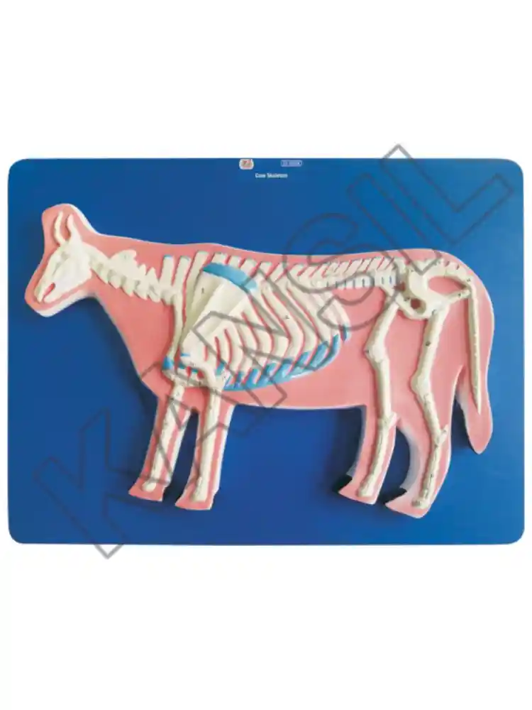 Cow Skeleton