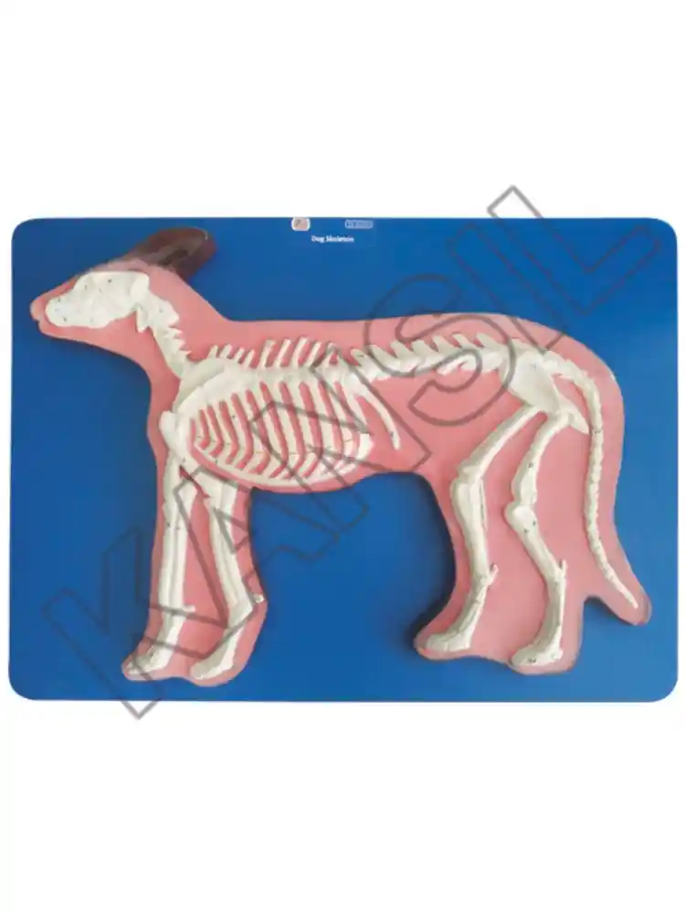 Dog Skeleton