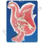 Fowl Skeleton Model on Board