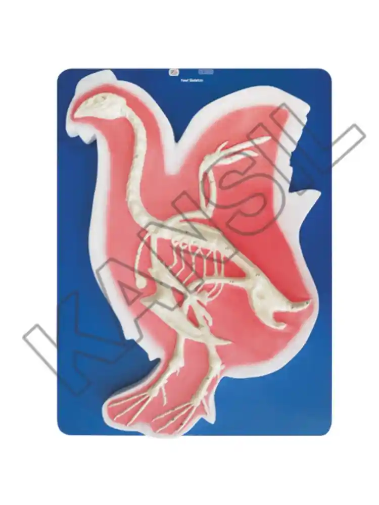 Fowl Skeleton
