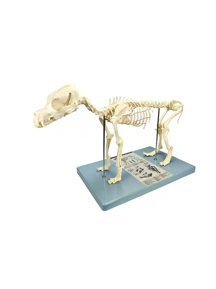 Skeleton of Dog