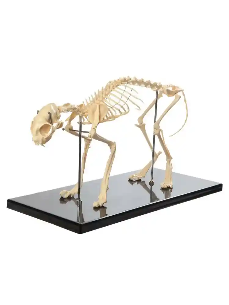 Skeleton of Cat