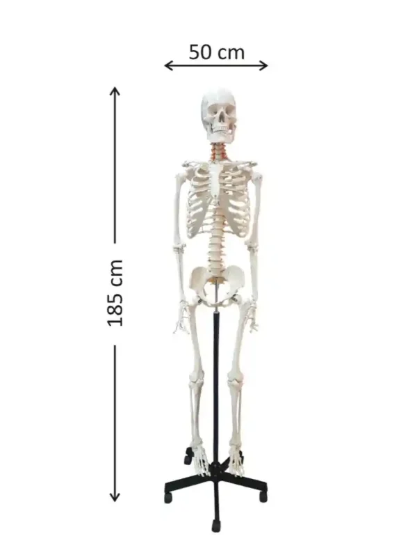 Human Skeleton Female Life Size Articulated - Image 2