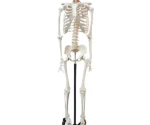 Human Skeleton Female Life Size Articulated