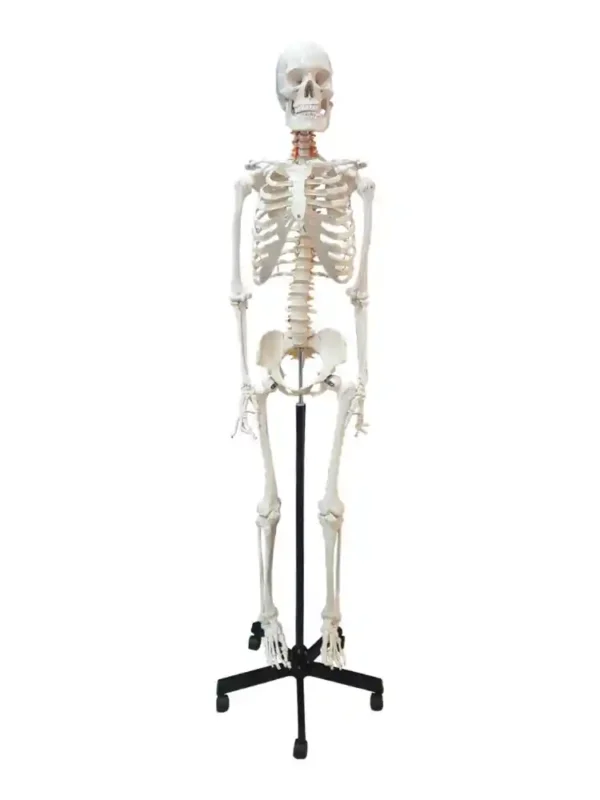 Human Skeleton Female Life Size Articulated