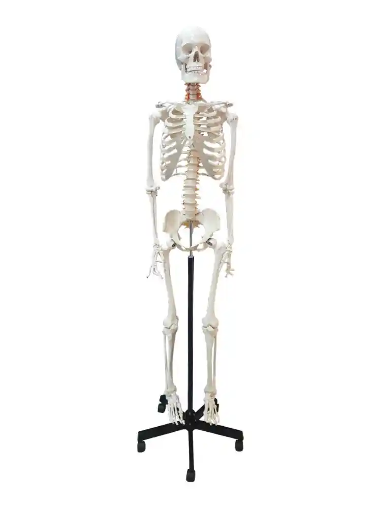 Human Skeleton Female Life Size Articulated