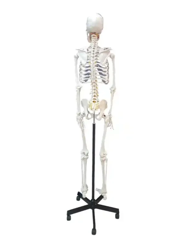 Human Skeleton Female Life Size Articulated - Image 3