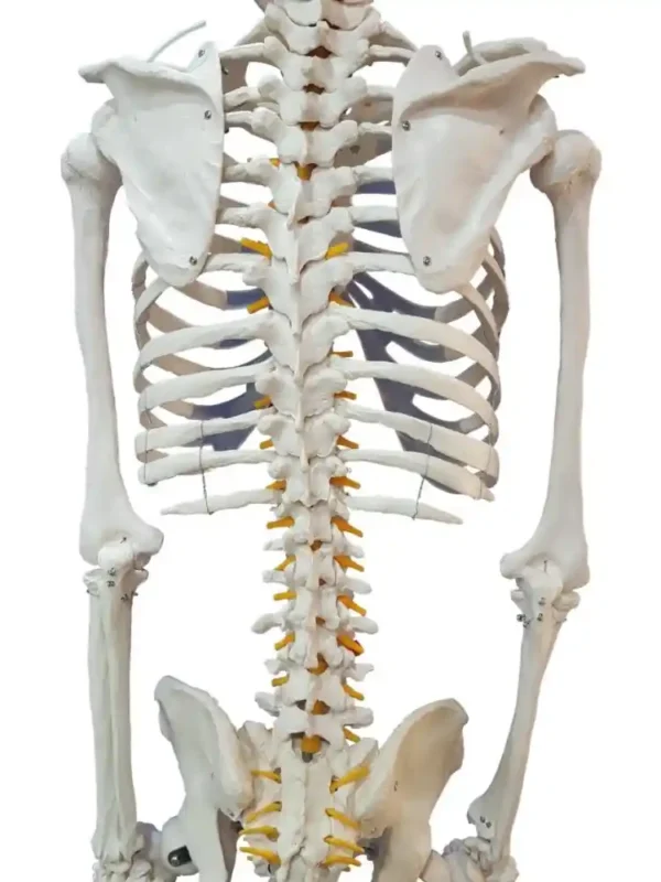 Human Skeleton Female Life Size Articulated - Image 9