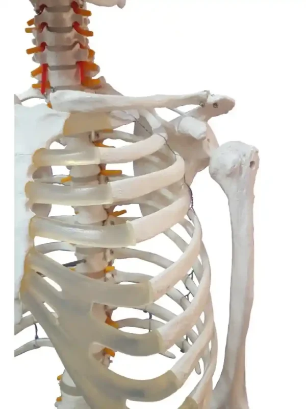 Human Skeleton Female Life Size Articulated - Image 4