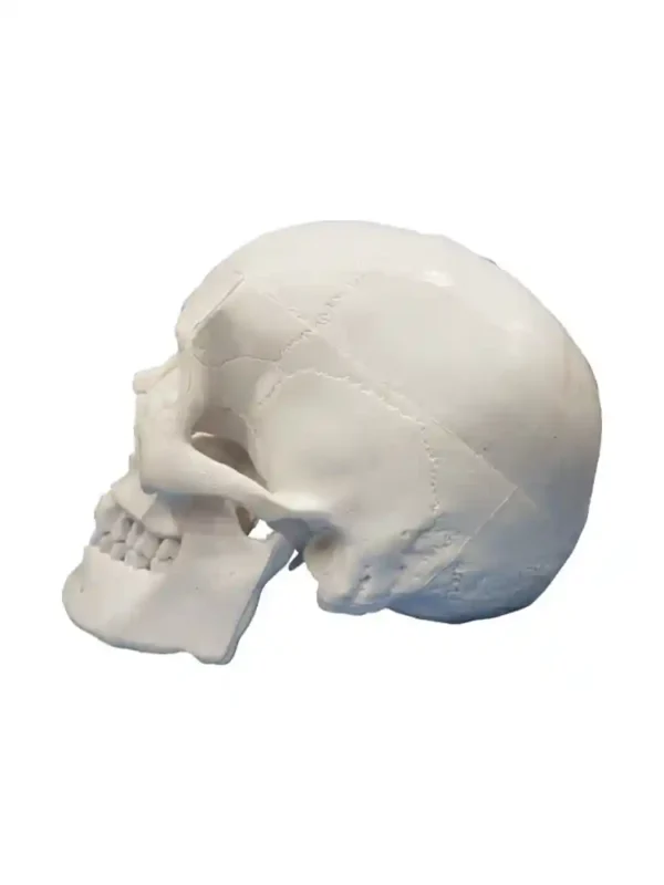 Human Skeleton Female Life Size Articulated - Image 8