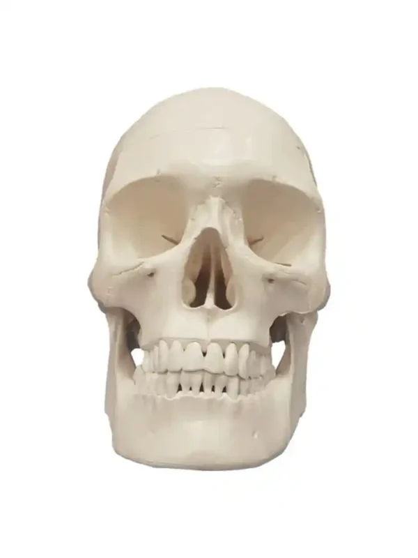 Human Skeleton Female Life Size Articulated - Image 5
