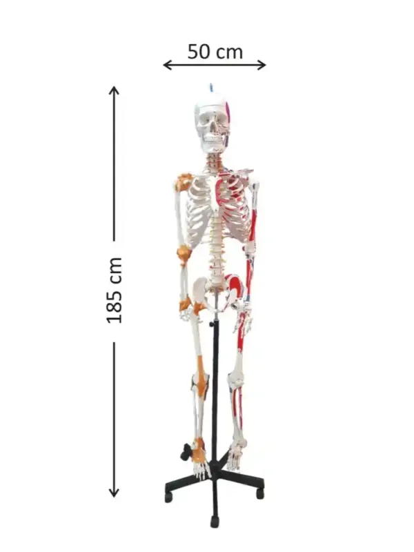 Human Skeleton with Muscle Insertion & Ligaments with Flexible Spine - Image 2