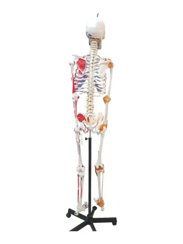 Human Skeleton with Muscle Insertion & Ligaments with Flexible Spine - Image 3