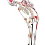 Human Skeleton with Muscle Insertion & Ligaments with Flexible Spine