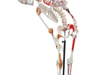Human Skeleton with Muscle Insertion & Ligaments with Flexible Spine