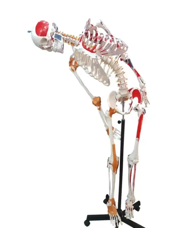 Human Skeleton with Muscle Insertion & Ligaments with Flexible Spine